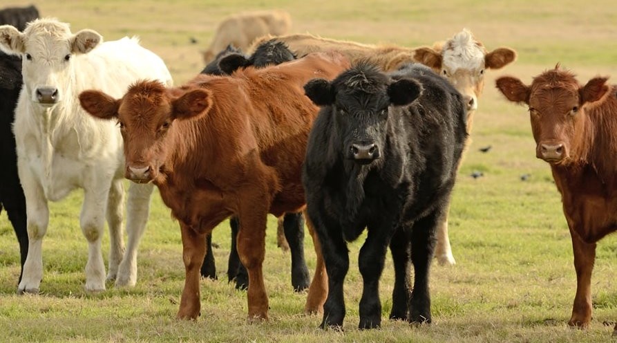 Exportación de carne bovina de la región de Los Lagos creció 90% en últimos 10 meses