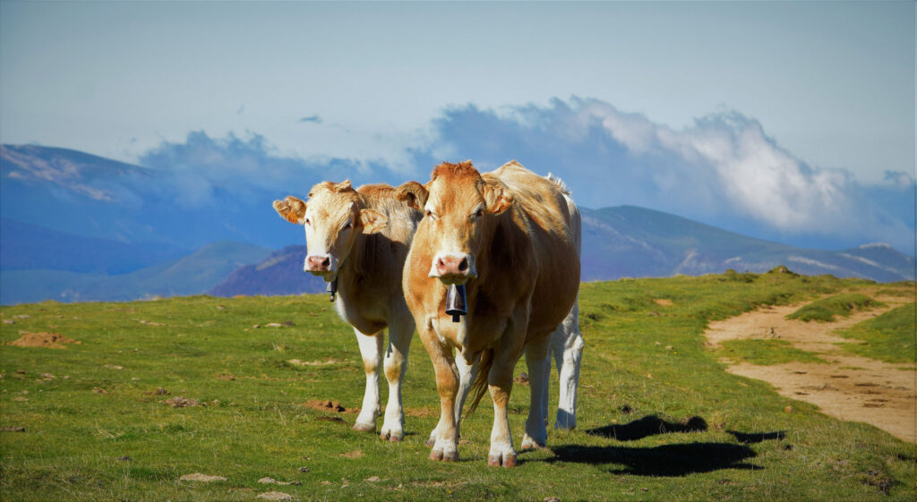 Chile es el principal comprador de la carne paraguaya en 2022