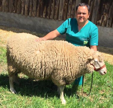 Chile presume de su nueva raza ovina: Hidango