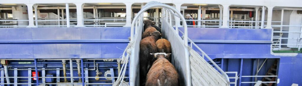 Tuberculosis bovina: qué es, cómo se transmite y por qué se está hablando de ella en España