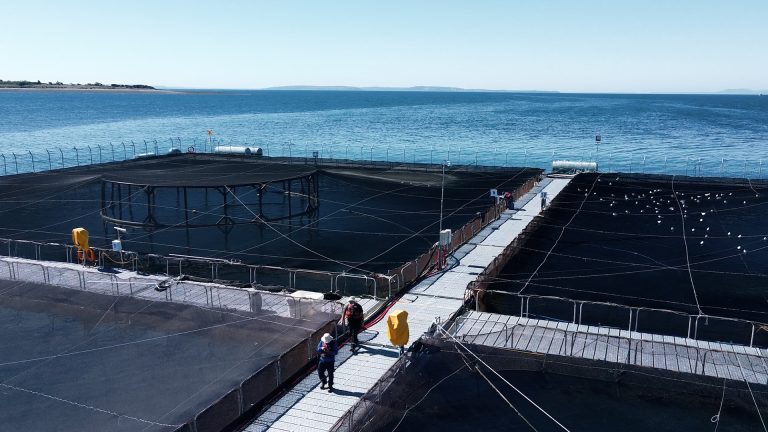 Productoras se unen para abordar el potencial asilvestramiento de salmones en el ambiente acuático