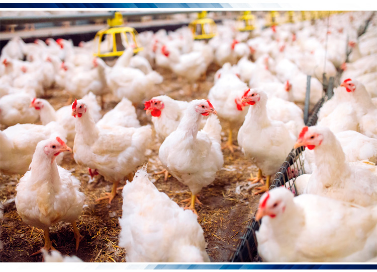 Argelia abre mercado a la carne de pollo halal procedente de Brasil