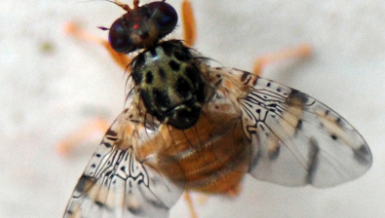 Anuncian la erradicación de la Mosca de la Fruta en Los Andes