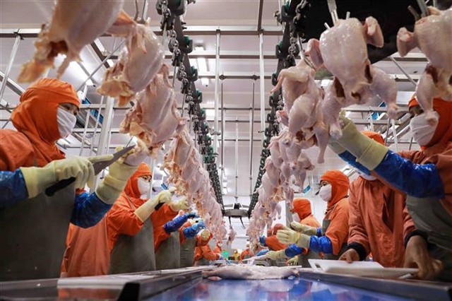 Vietnam se dispone a exportar carne de pollo a naciones islámicas