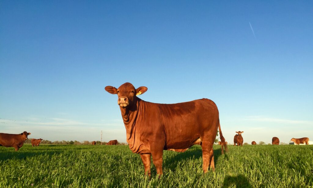 Aumenta la demanda mundial de carne de vacuno australiana