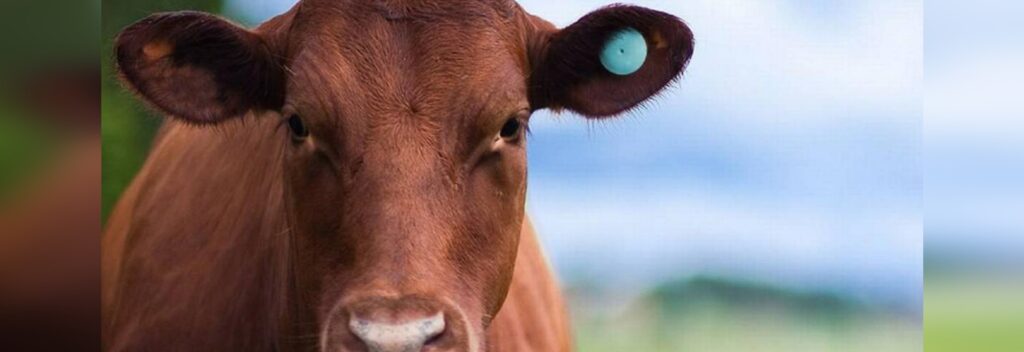 Brasil – Exportaciones de carne vacuna alcanzan nuevo récord en volumen exportado en julio