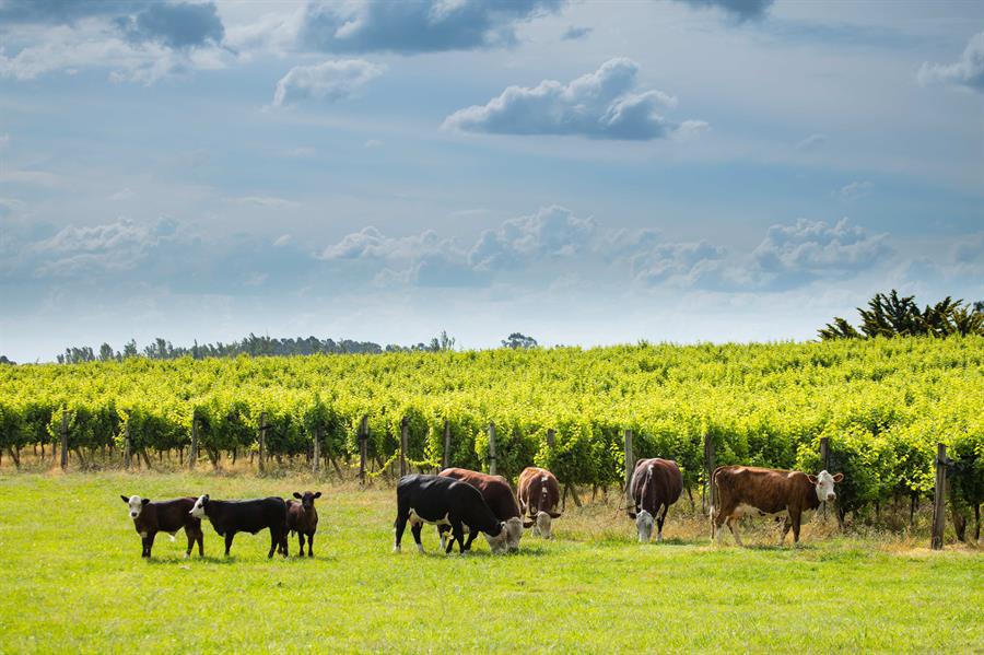 Brasil – Exportaciones de carne vacuna alcanzan nuevo récord en volumen exportado en julio