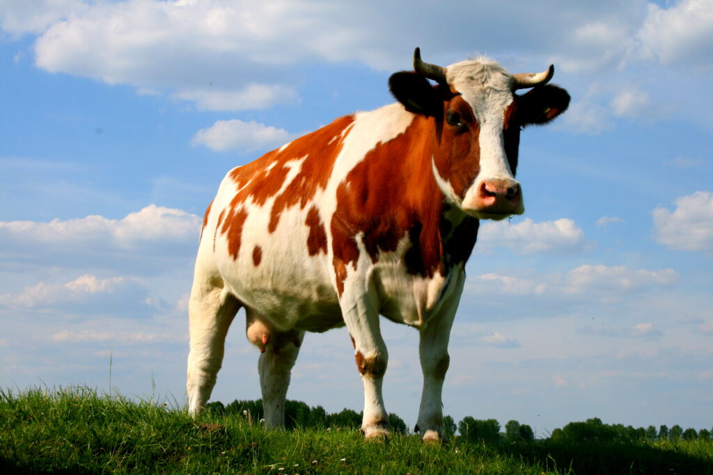 USMEF: Colombia reabre totalmente su mercado a la carne de res de EE.UU.