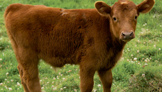 El sector de la carne roja de Nueva Zelanda acoge con satisfacción el nuevo acuerdo comercial con los Emiratos Árabes Unidos