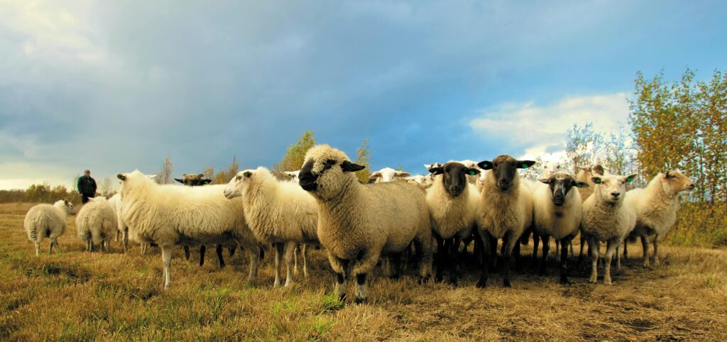 Australia: la producción de ovejas y cordero se perfila para un crecimiento