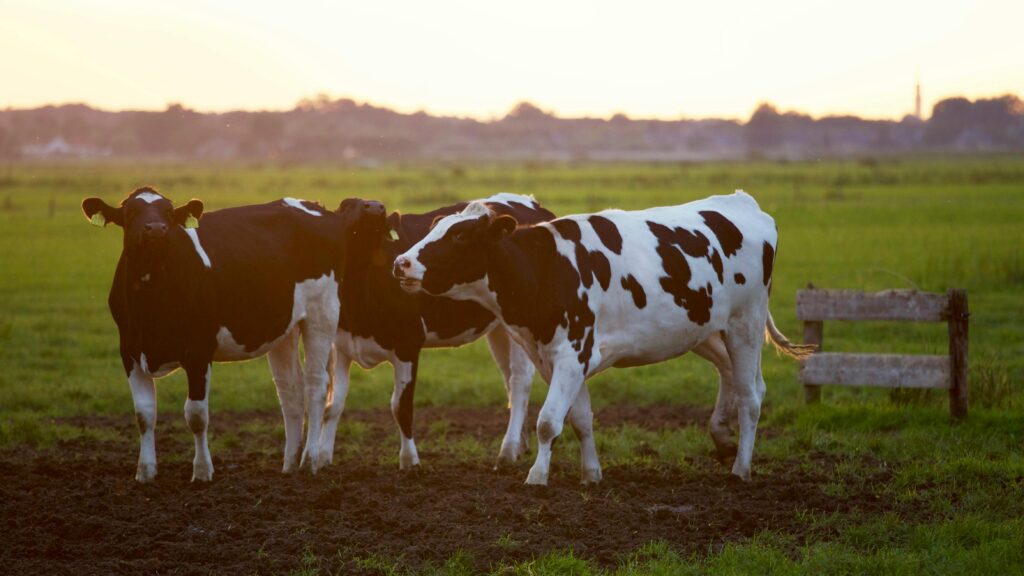 PROCESAMIENTO DE CARNE HALAL/ STEPS FOR PROCESSING HALAL MEAT