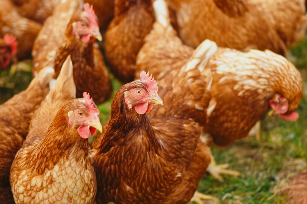 🐔 Bienestar Animal en la Avicultura Latinoamericana: Oportunidades y Desafíos con Mirada Halal