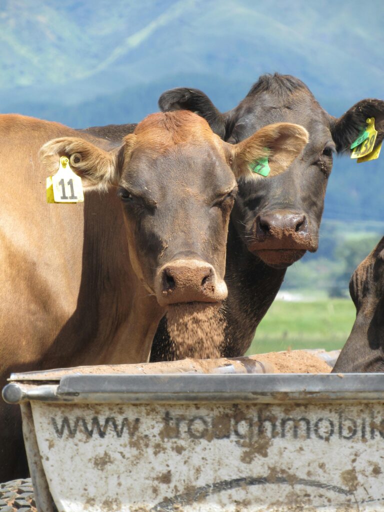 El posicionamiento de la carne Prime estadounidense en Japón y su oportunidad en el mercado Halal