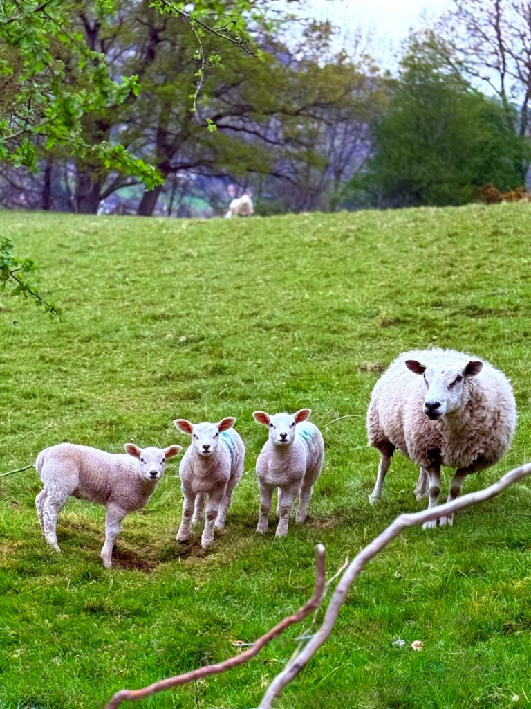 🌍 HalalFlash | Patagonia ovina: una oportunidad estratégica para el mercado halal global
