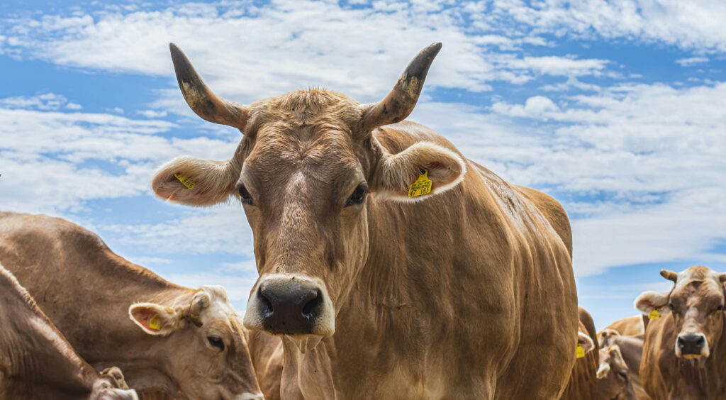 Crece la producción de carne bovina: oportunidad para el mercado Halal