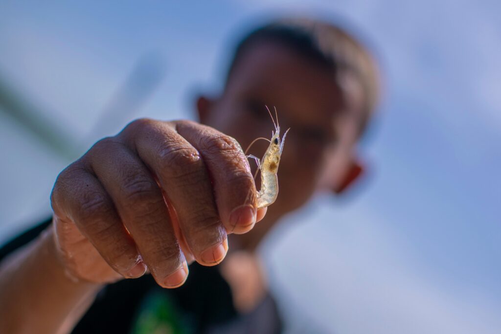 Nueva oportunidad Halal desde Chile: el krill antártico gana protagonismo internacional